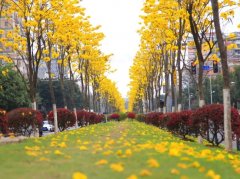 广州注册贸易公司沙头的花都开好了，快来“云赏花”!