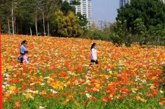 广州记账报税美翻！厦门这些地方花都开好了！【组图】（4）