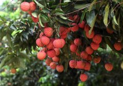 广州工商代办【复工复产】前五月广东荔枝注册果园出口逆势